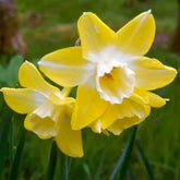 Hectarul - Ladita 315 bulbi de narcisa JONQUILLA NARCISSUS Pipit